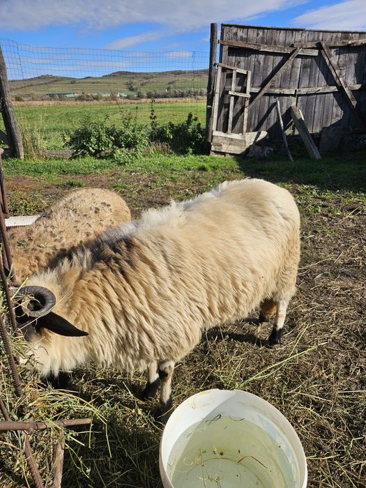 Vand o miala breaza.