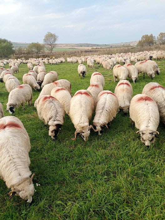 Oi de vanzare sibiu