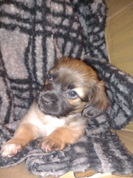 Donez căței talie mica