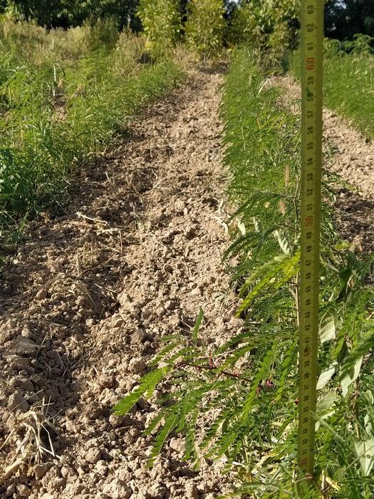 Puieți salcâm, gladiță-roscove, frasin,paltin ,arin,nuc