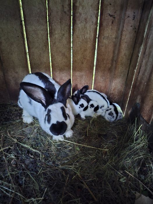 Vând iepuri fluture german rasa pură