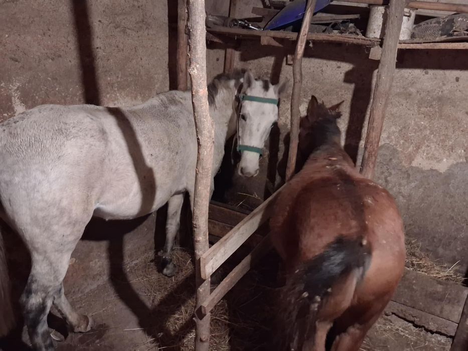 Кобила с конче к