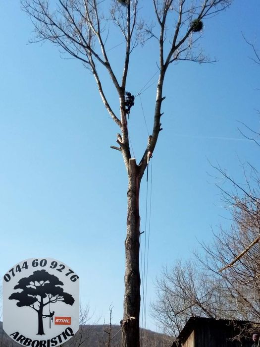 Alpiniști /Alpinism utilitar, toaletat arbori,