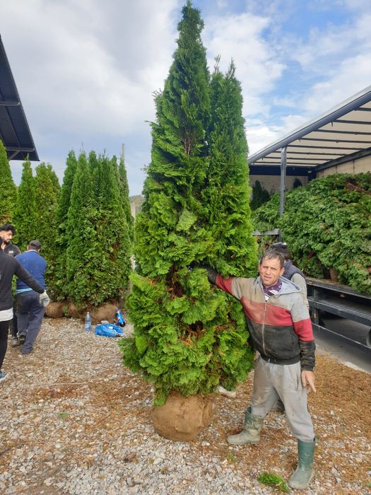 Tuia smaragd 3.5/4METRI