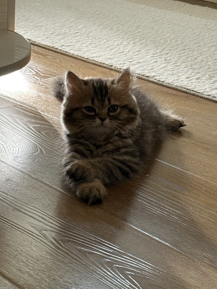Шотландский котенок. 3 месяца. Чистая. Здоровая. Продаем срочно.