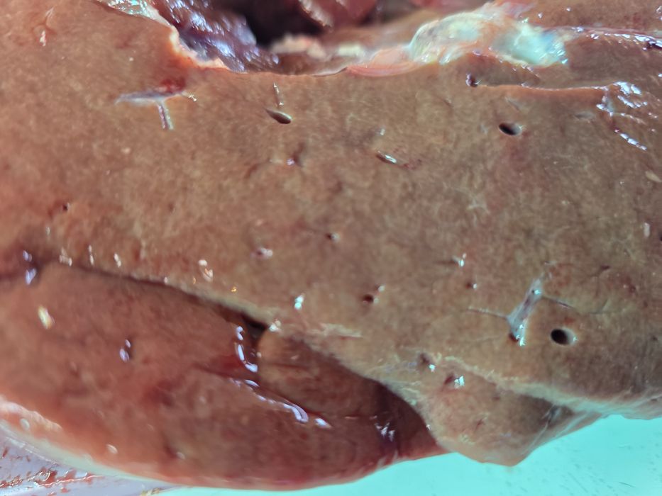 Печень говяжий  наличие