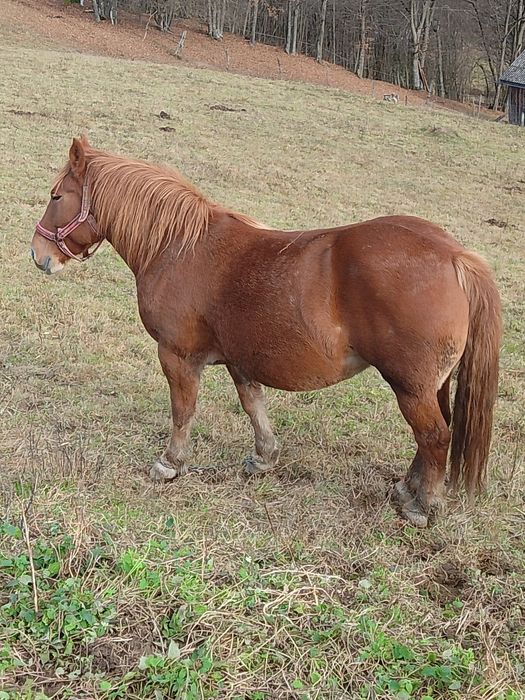 Vând iapă de 4 ani