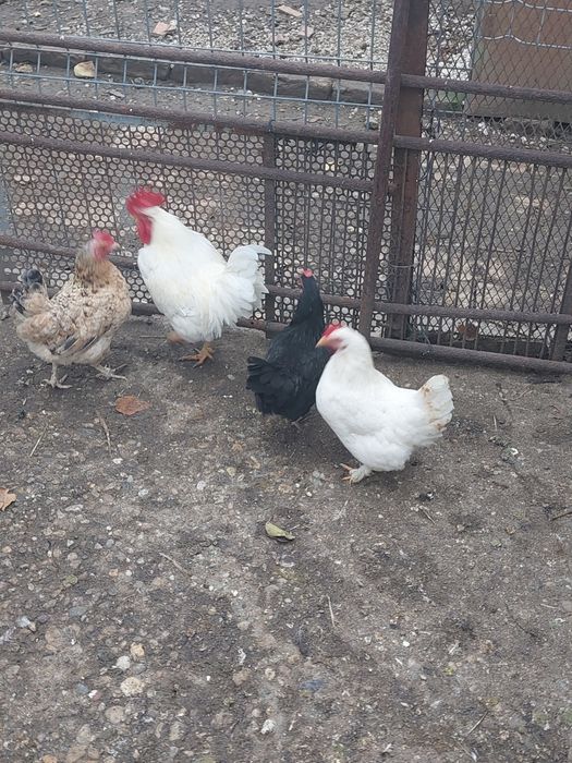 Vând familie gaini americane