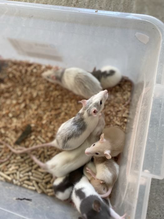 Șobolani cuminti si inteligenti