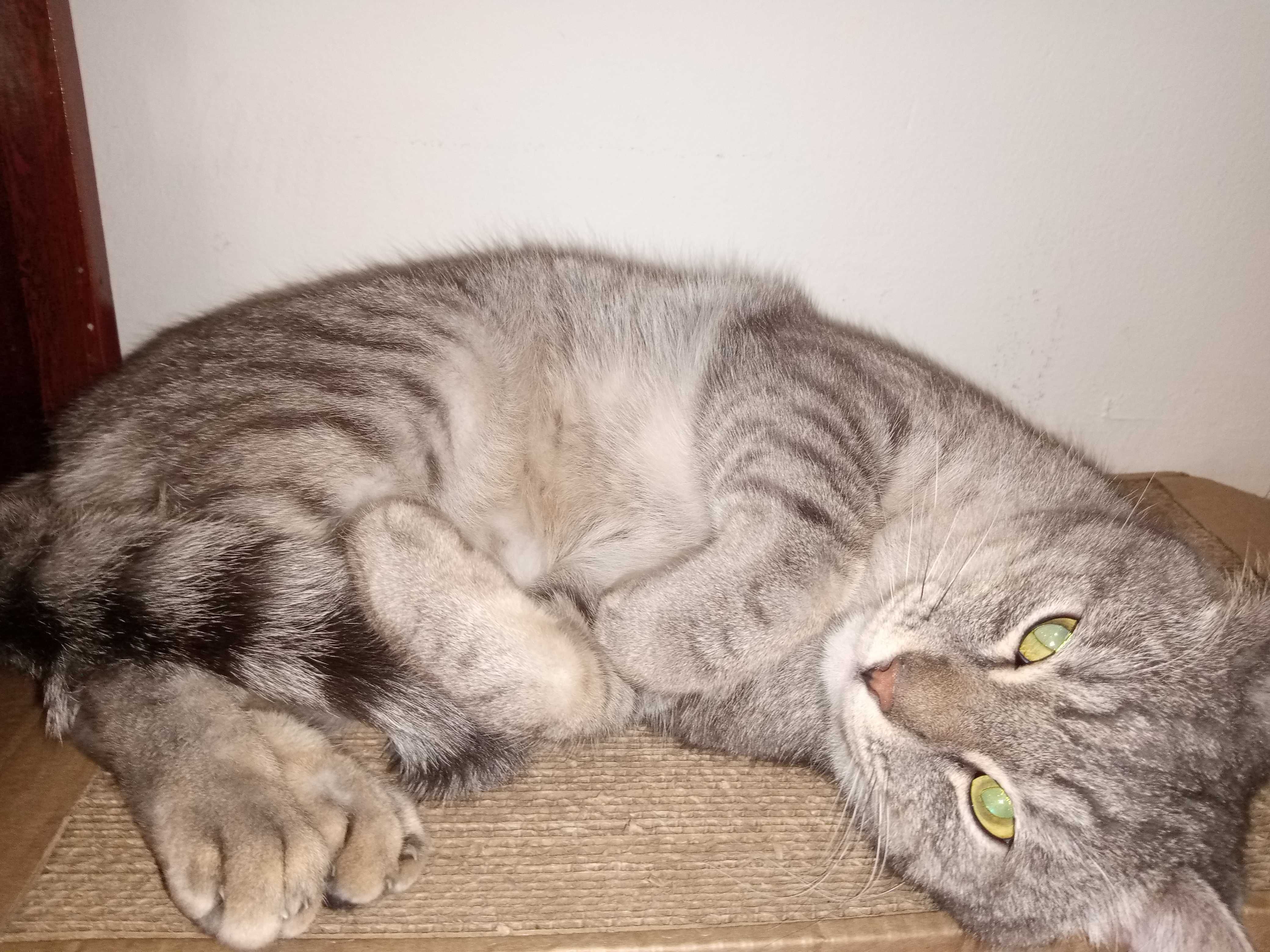 Срочно! Кот. Лоток знает,блох нет