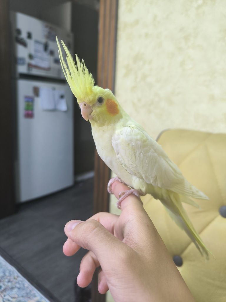 Карелы ручные недорого