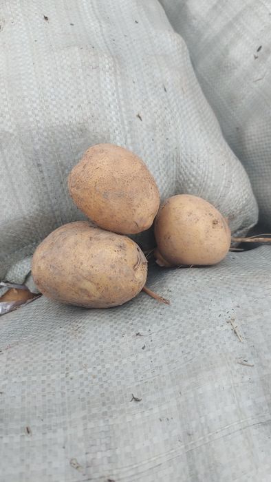 Продам картофель.