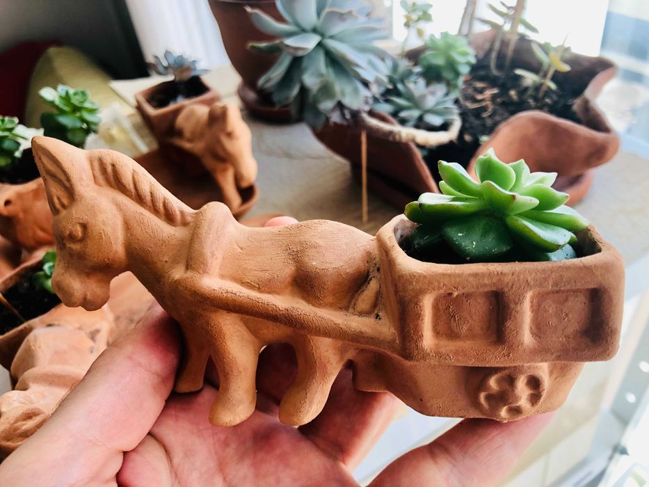 Сукулент в саксия - Магаре с каруца