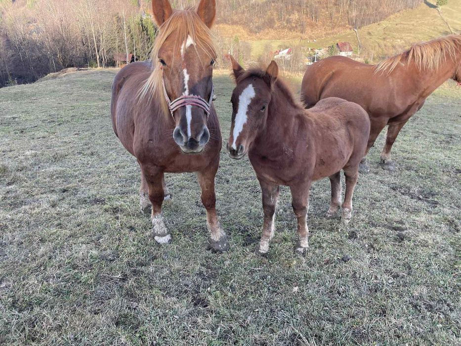 Mânz de vânzare  4500 de lei negociabil