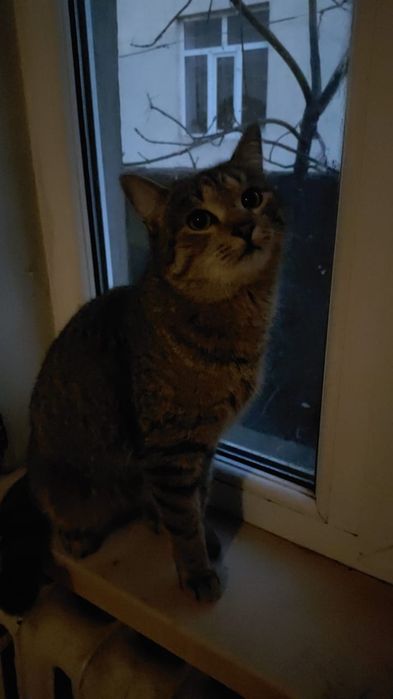 Отдам в добрые руки котика