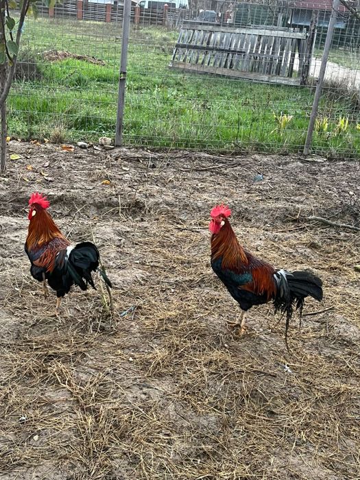 Vând cocoși italienii