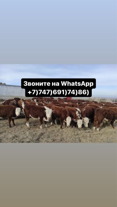 Бычки Акбас Бузуар Телята Герефорд upsldk