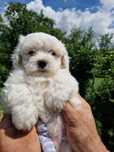 Bichon Maltez Alb
