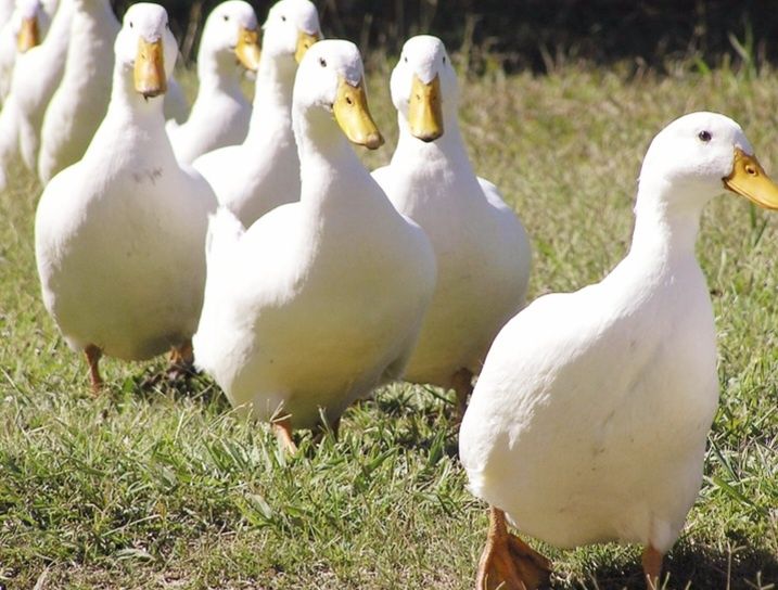 Ratoi Pekin de vanzare