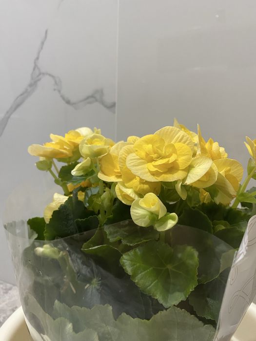 Продам комнатный цветок