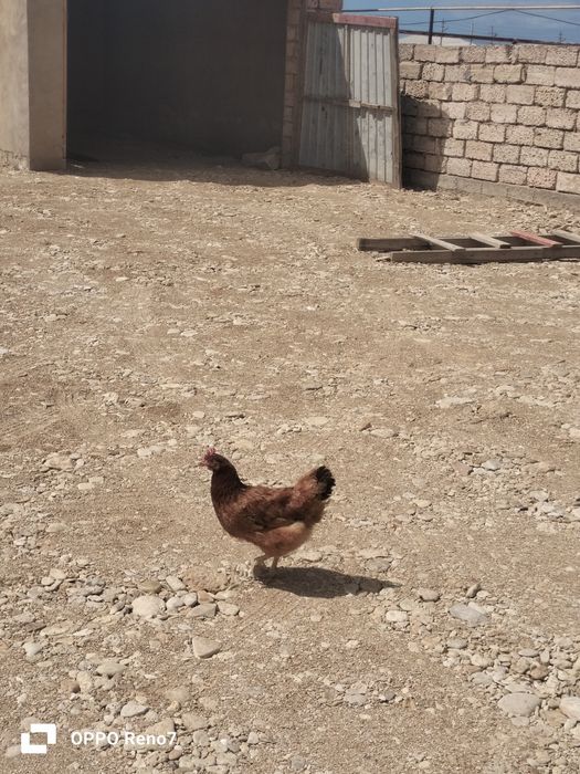 Адлер тауык птицы