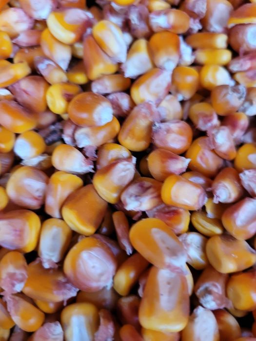 Porumb Malai Boabe de vanzare