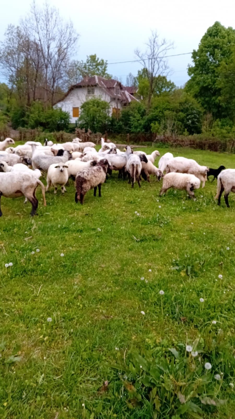 Vând oi cu lapte 25 bucati