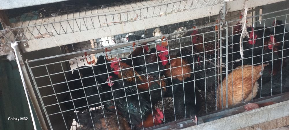 Дамашний товуклар. Продаю куры