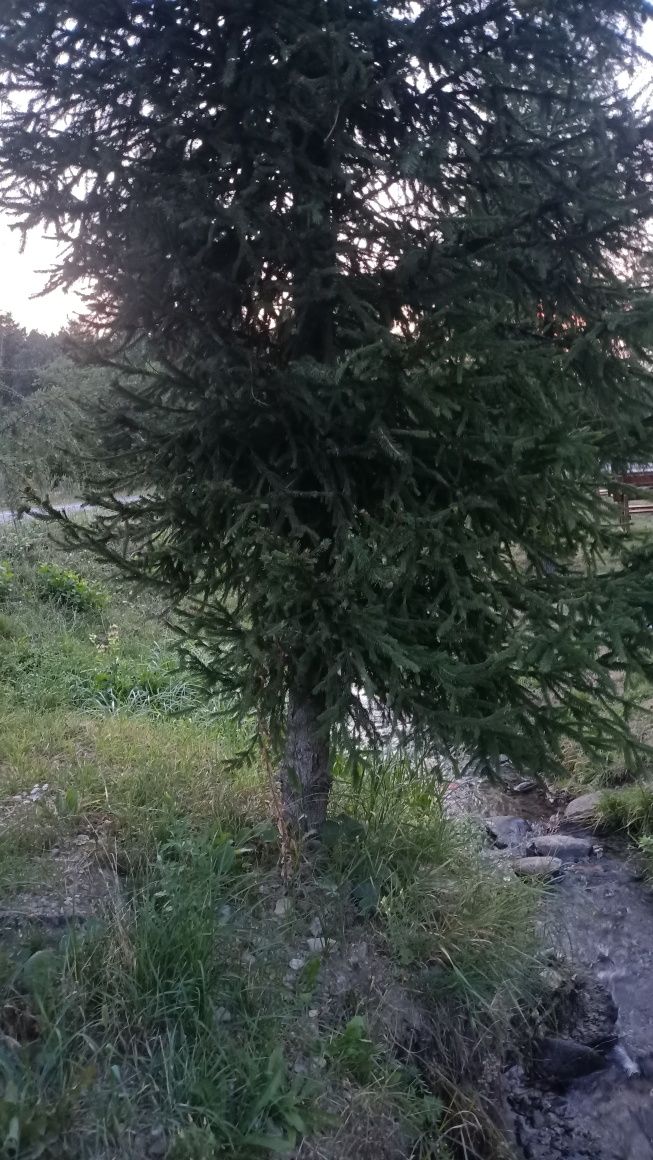 Vând miere de mana și salcam