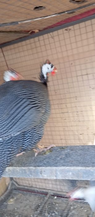 Цесарка продам взрослые