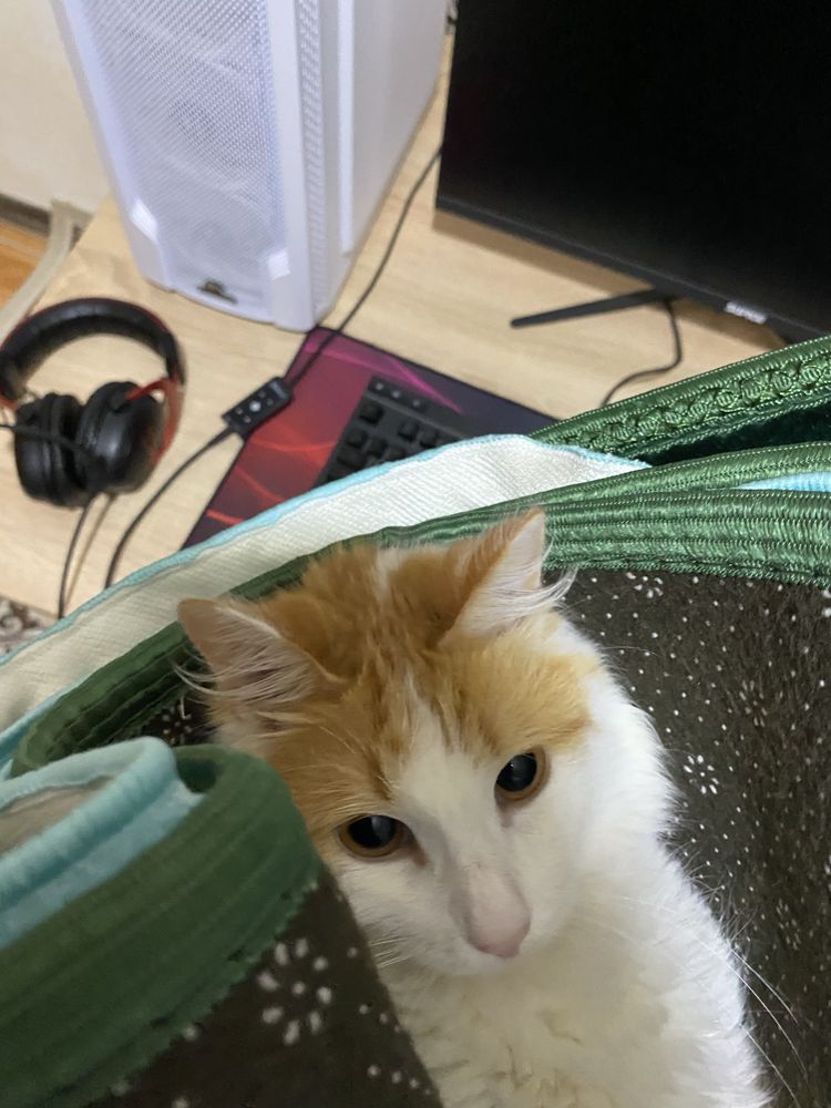 Котенок отдам с уходовыми средствами