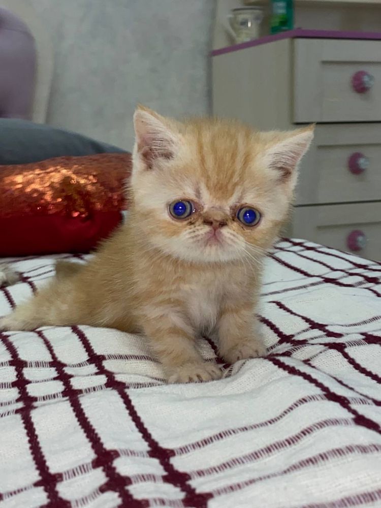 Продаются котята Экзотические короткошерстные