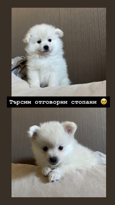 Немски шпиц/ померан