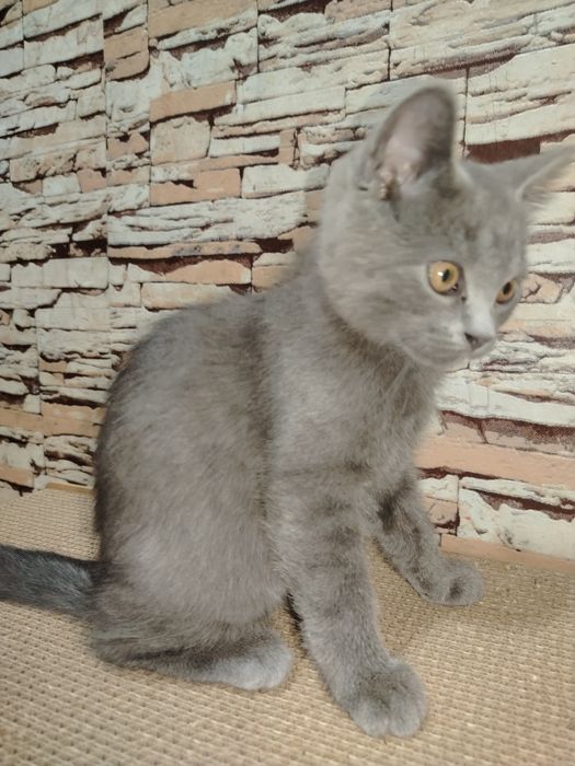 Zotdor mushukchalar.