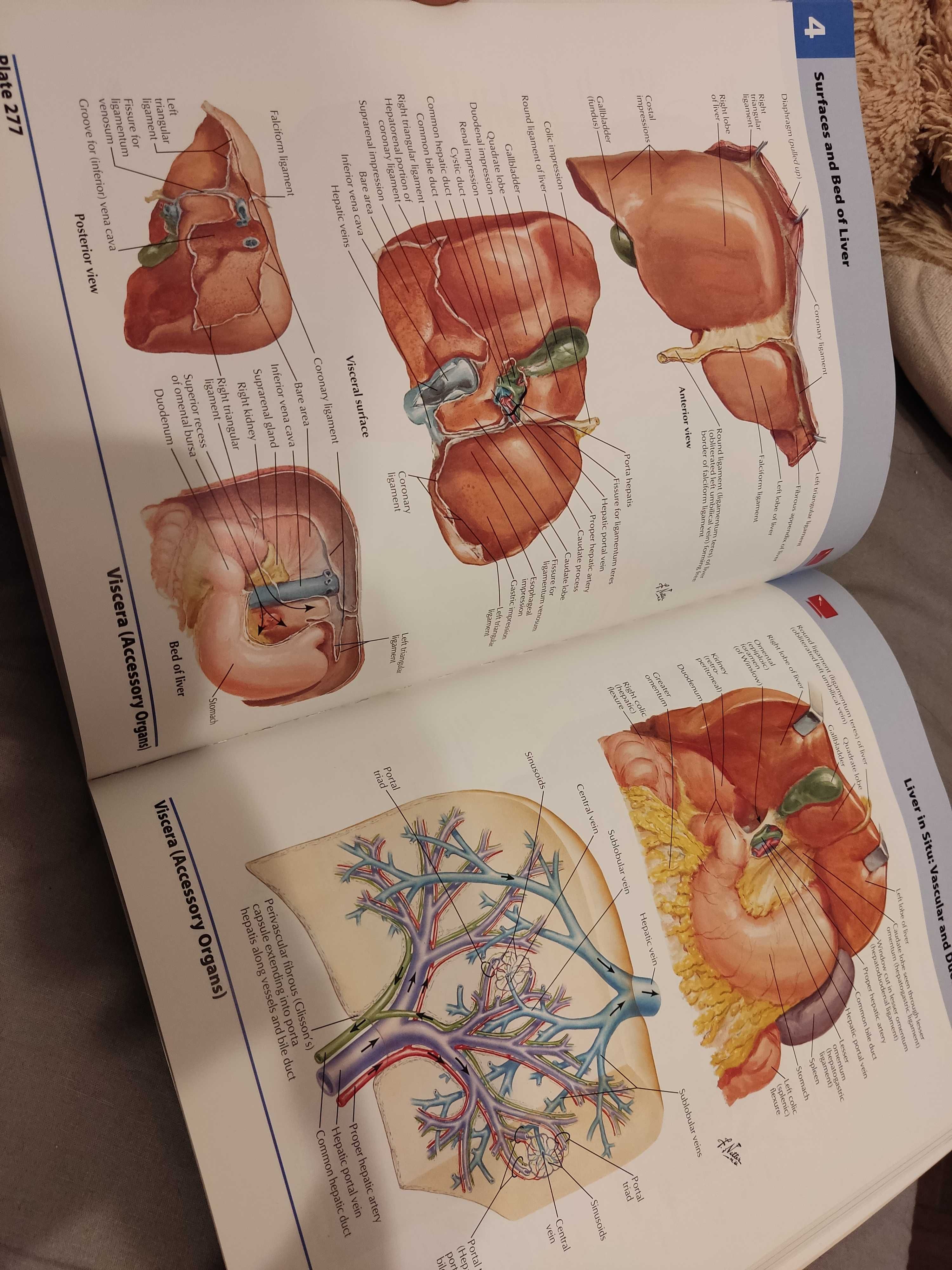 Atlas of human anatomy - Frank H. Netter, 5th edition