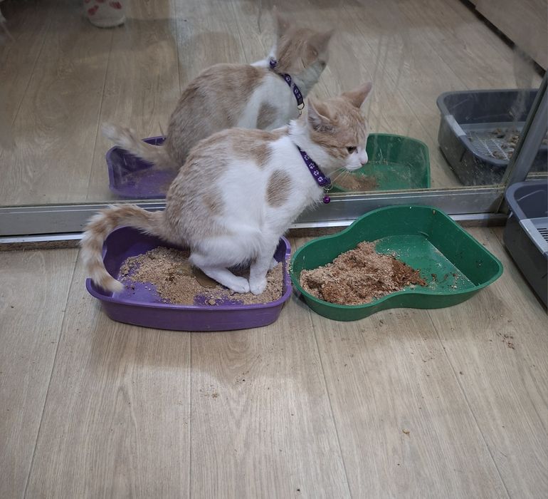 Митя ищет добрых хозяев.