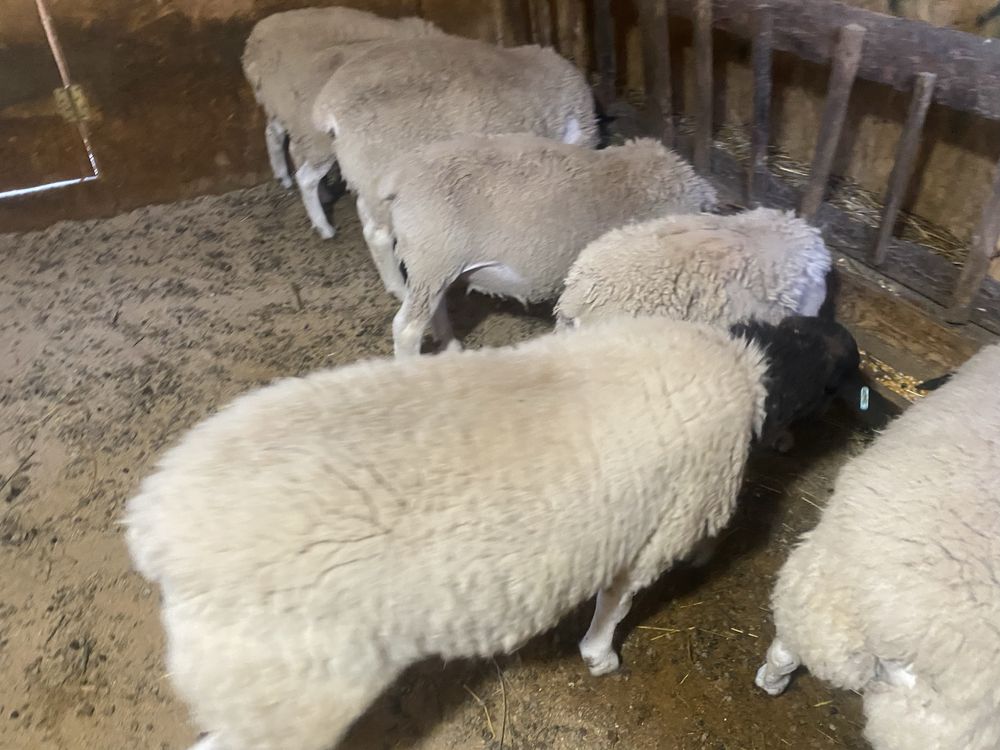 Vand berbecuti dorper tineri 5-6 luni