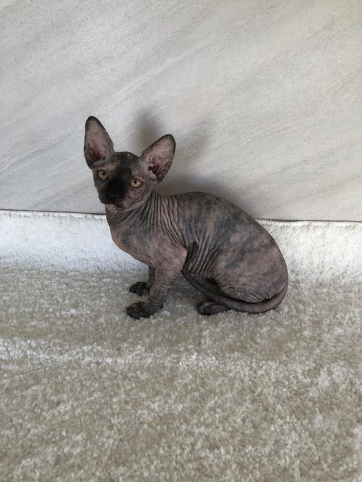 Pui fetita Sphynx / Sfinx