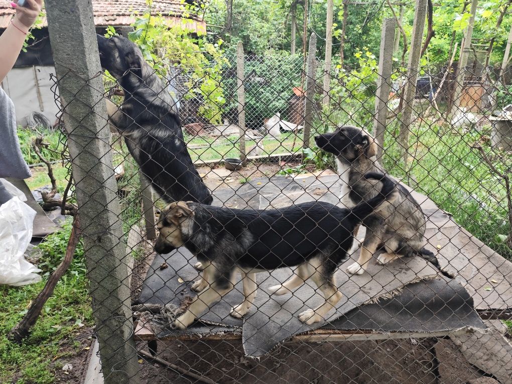 Подаряваме кученца