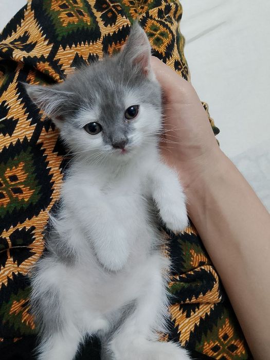 Uy mushuklari bor