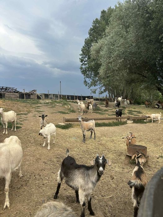 Se vând 50 de capre