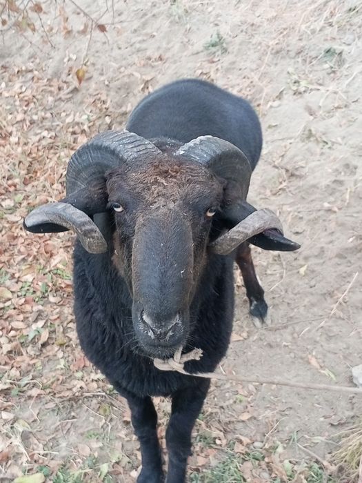 Olgan odam baraka topadi