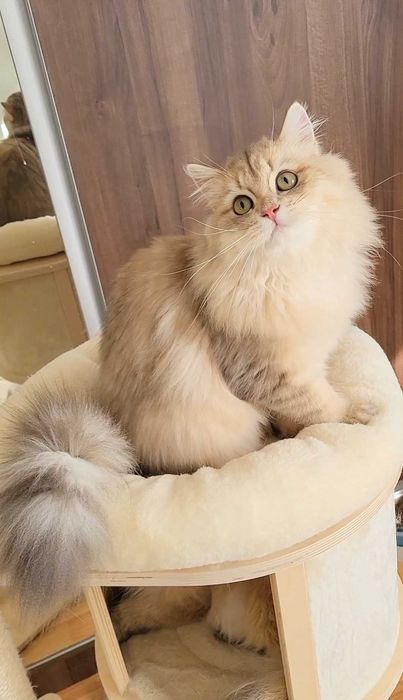 British longhair fetita exemplar cu pedigree