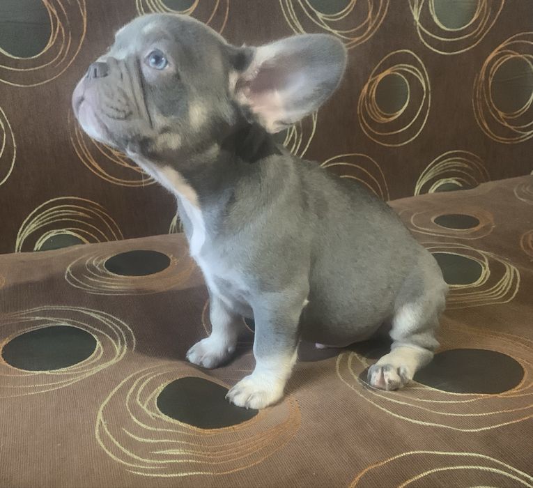 Малки френски булдочета