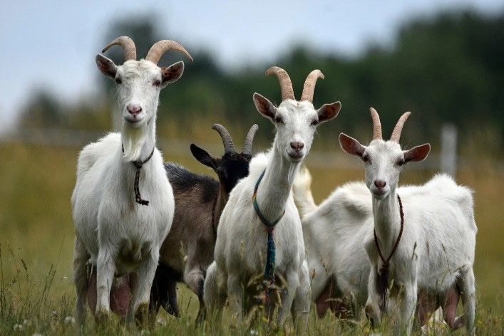 Козы (Ешкi) бараны