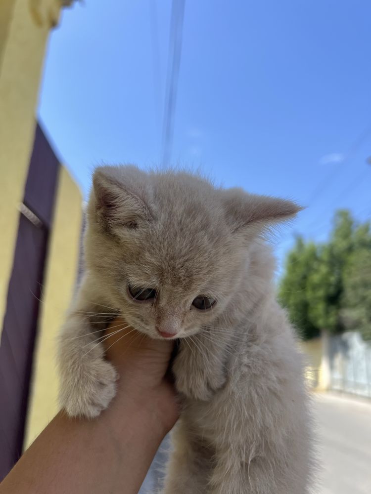 Котёнок примерно 0,5-1 месяцев