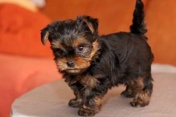 Щенки йоркширского терьера