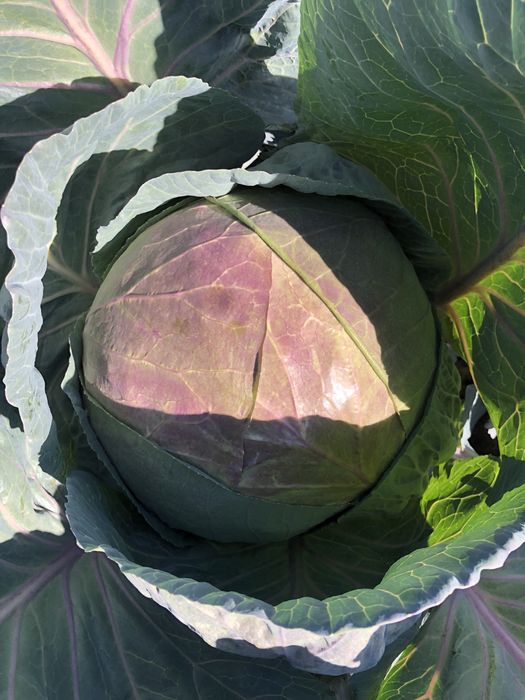 Vând boabe de răsad românesc