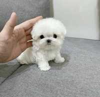 Bichon maltez mini toy