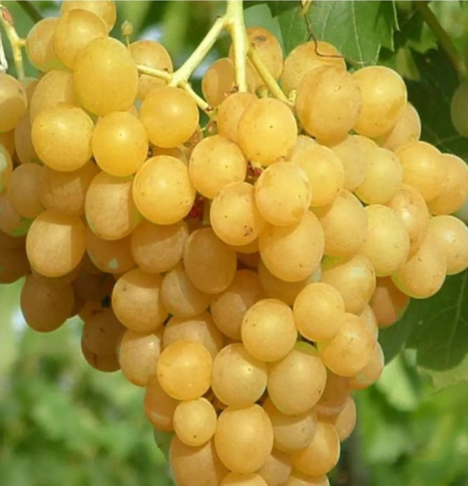 Vita de Vie Alba de Masa ( Nobila Altoita )